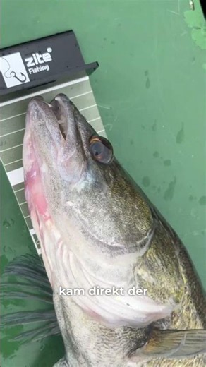 The first zander was shallower than expected