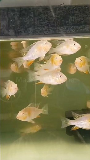 Rare & Exotic Fish Collection in Kolathur Aquarium 🔥 | Chennai Aquarium Tour