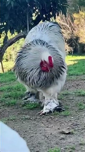 Big Giant Chicken Walk 😲🐔 | Rare Breed Chicken #youtubeshorts #villagelife #shortsfeed #channelpages