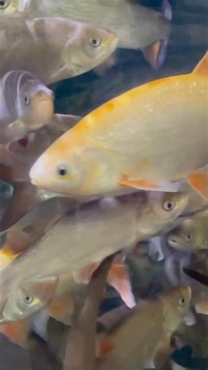 Are Overstocked Aquariums a Myth? The Truth About Fish Tank Capacity