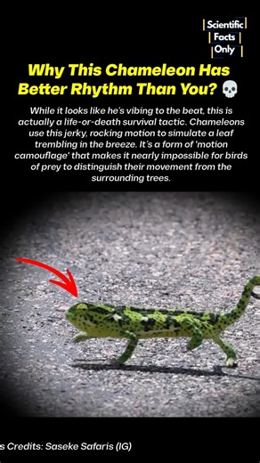 Why Chameleon Dance While walking? 🦎😲