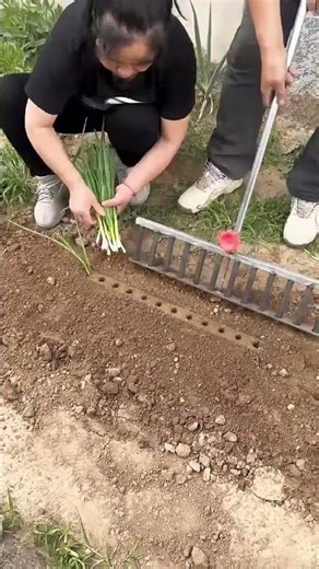 Efficient cultivation process of scallion seedlings