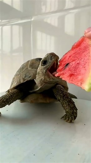 translation video #animals #turtle #cute#funny#edit #techforgrowth#learninginnovation #homeeducation