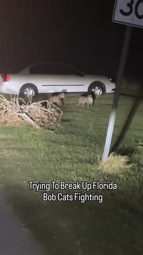 48K views · 642 reactions | Guy finds 2 bobcats fighting and tries to break it up. Uh, I don't think they heard you sir!  {IG} @virallimitedmeme #wildlife #florida #floridaliving #floridalife #ehp #viralvideos #evergladesholidaypark #floridalife | Everglades Holiday Park | Facebook