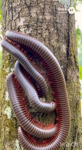 centipede crawling up the tree trunk#insects #millipede #centipede #shortvideo #funny
