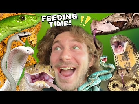 Feeding the World’s Most VENOMOUS SNAKES!