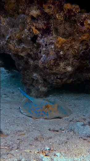The Bluespotted Ribbontail Ray!