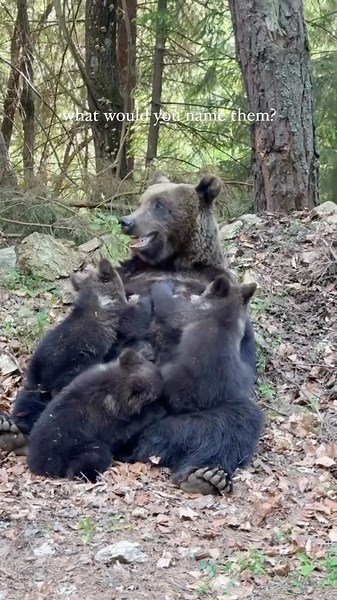 Romania on Instagram: "Have you ever witnessed pure, unfiltered love in the wild? Picture yourself deep in the heart of Romania, walking along a quiet forest road, when you encounter a sight that is both awe-inspiring and poignant. A mama bear, exhausted yet resolute, nurses her three cubs. It’s a scene of pure, unfiltered love, but there’s a deeper story behind her presence here. In the rugged expanse of the Carpathian wilderness, life is an unrelenting battle. Natural food sources are dwindlin