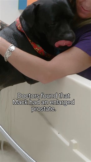 Abandoned Pit Bull needed medical care, and he got his second chance as soon as Good Samaritans called Hope For Paws. 💝💝💝 To watch the full rescue video, please click here: https://www.youtube.com/watch?v=oCo-OQnWt3A Thanks! | Hope For Paws