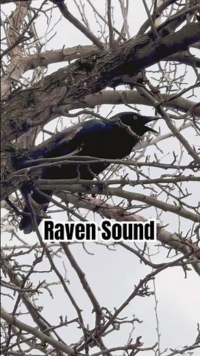 Raven Sounds | Raven Bird Call