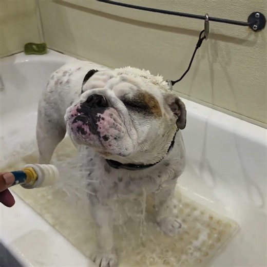 Harry the Bulldog: The Dirty Dog is Clean Again! Not Sure for How Long ##englishbulldog #bulldog