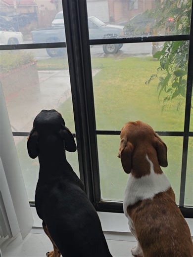 Excited Dog Welcomes Dad Home
