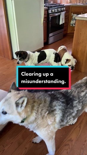 Misunderstanding. #seniorpawsrescue #dogrescue #adoptdontshop #seniordogsoftiktok #rescuedogs #dogs #dogsoftiktok #foreverhome #seniordogsrule #gottreats