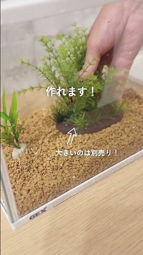 金魚すくいやりたい！ならカインズ！ #shorts #水槽 #アクアリウム