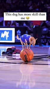 24K views · 204 reactions | Can your pet do any tricks? Track ➡️...