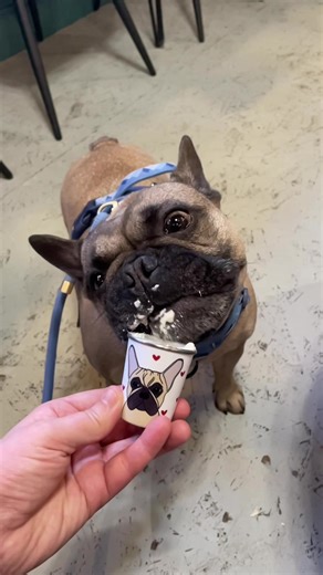 Enjoy this slow mo video of my French bulldog enjoying his puppuccino today 😋 Had to go to Rambos favourite dog friendly cafe - Gran T’s in the Northern Quarter #puppuccino #dogfriendlymanchester #dogslowmotion #frenchbulldog