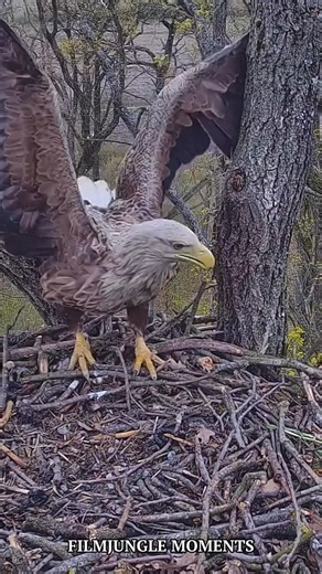 Turn your sound ON! 🔊 Right after landing, this white tailed eagle unleashes an intense alarm call—a powerful warning signal often used to alert a partner or chicks to nearby danger. 🦅⚠️ This rare close-up captures the raw force of raptor communication in the wild. Stay close—latest films, direct. https://www.messenger.com/channel/filmjungle 👍👍👍 ⭐ If you found it valuable, send Facebook Stars — thank you! #Filmdzsungel #WhiteTailedEagle #BirdsOfPrey #EagleCall #NatureDocumentary | Filmdzsun