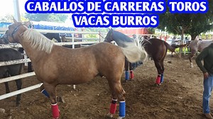275K views · 8.1K reactions | #caballosdecarreras #caballos #vacas...