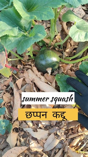 Summer Squash: Grow MORE Than You Can Eat (Beginner's Guide 2026)