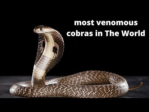 Top 10 most venomous cobras in The World