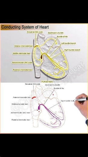 🆕 Visual guide! ⚡Discover the heart's electrical pathway: · Sinoatrial (SA) node – the natural pacemaker · Internodal tracts – anterior, middle, and posterior · Atrioventricular (AV) node and Bundle of His · Left & right bundle branches · Purkinje fibers – spreading the impulse through the ventricles #Cardiology #HeartConduction #MedicalEducation #Anatomy #Physiology #MedStudent #VisualLearning | Abdallah Othman