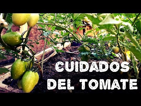 Care in tomato cultivation (ORGANIC AGRICULTURE)