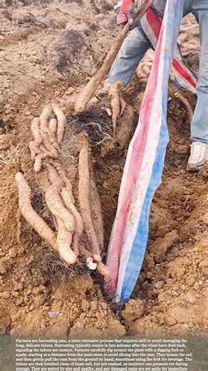 Yam Farming: Professional Harvesting Techniques #relaxing #satisfying #farming #agriculture