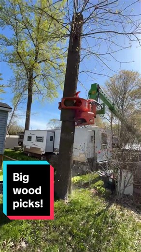 Rigid load, 29’5” cut diameter. 50” gripper opening!@MANULIFT #fyp #treeremoval #treecutting #treecuttingmachine #arborists #arboriculture #grapplesaw #merloroto #merlosawsquad #ontarioarborist #treefelling #treesurgeon #treesurgery #bigwood #bigcuts #treesafety