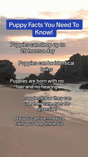 Drop a like if you love your dog! #facttok #dog #dogfacts #dogs #dogfact #puppy #facts #fact | Phakdey 12