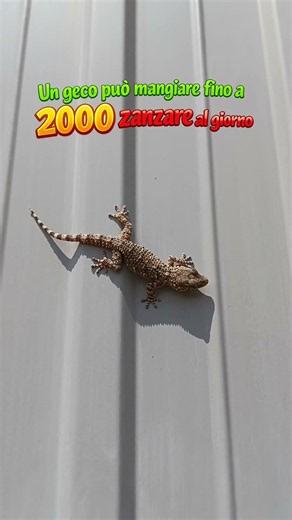 Geco rimedio naturale per le zanzare