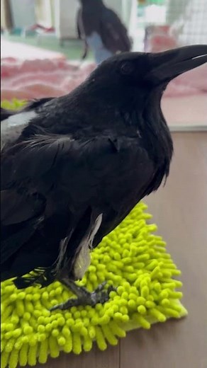White feathers of a crow!! Cute voice of crow Rabi ♪ BGM: Oriental turtle dove & silver dove Film...