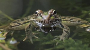 20K views · 631 reactions | If you build a water structure in your yard, you might just attract some native wildlife. Like frogs. And the occasional snake. Enjoy the wild life of a backyard pond near Austin. | Texas Parks and Wildlife | Facebook