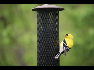 Wild Bird Center's Goldfinch Mesh Tube Feeder