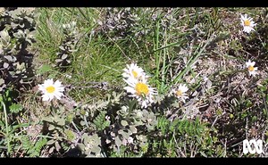 5K views · 119 reactions | Looking to beat the heat this summer? Right now is the perfect time to head to the snow-less mountains at Falls Creek and have a look at the blooming summer wildflowers. There are around 350 different species with many of them only found in the alpine areas Falls Creek, Mount Hotham and Mount Bogong. ABC's Annie Brown stopped to smell the flowers with Parks Victoria Ranger Team Leader Kevin Cosgriff. | ABC Goulburn Murray | Facebook