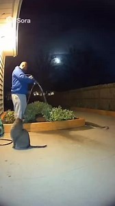 101K views · 1.2K reactions | Brave kitty saves the owner #baby #dad #babiesoftiktok #wholesome | Unique Zooo | Facebook