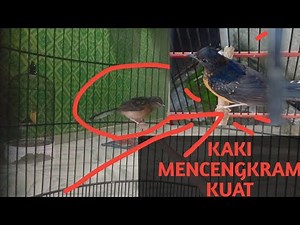 Kaki burung kurang KUAT nyengkram / Perawatan murai batu