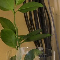 Video: Using High Resolution Computed Tomography to Visualize the Three Dimensional Structure and Function of Plant Vasculature