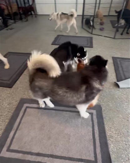 The Ridge Pet Resort on Reels | Facebook