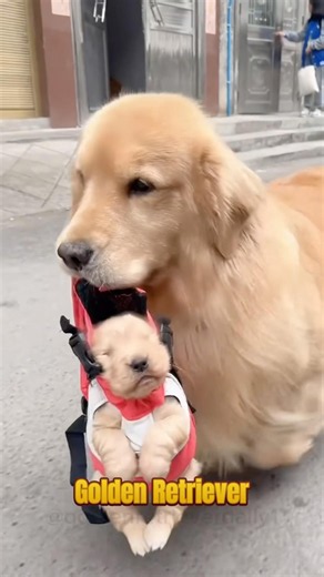 The gentle side of Golden Retrievers 💛🐶