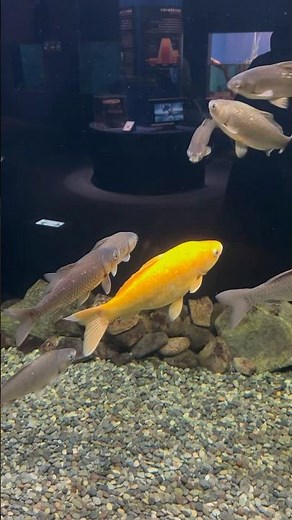 琵琶湖博物館に行ってきましたpart2