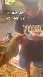 Pointer 22 anti stress for gamefowls 👌 #KingSlasher | Black Gold Game Farm