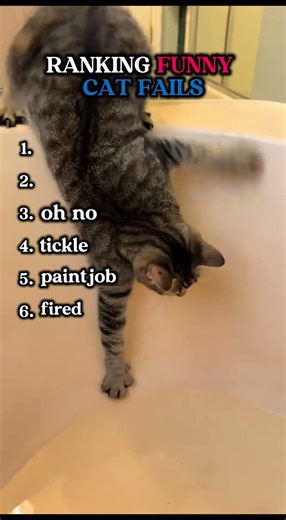 this cat used all 9 of his lives!! #funnycats