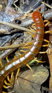 18K views · 388 reactions | Centipede fight!! Also, I’m holding a giant scorpion too . I was originally just trying to show the scorpion and centipedes and had no idea they would fight! That was crazy!! These are the same kind of centipede I was holding in the other video, huge and venomous! Thanks for helping me film @chrisweeet #Venom #Venomous #Scorpion #Centipede #Insect #Educational #AnimalEducation #EducationalVideo #Animal #Animals #Invertebrates #Arachnid | Gator Chris | Facebook