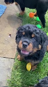I love Rottweiler long curly fluffy hair 😍 Credits to @kaiboss_kennels & @rottie_girl | Rottweiler Life