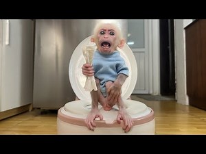 Monkey Xuzi learns to poop using the new toilet!
