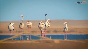 Wild Algeria on Reels