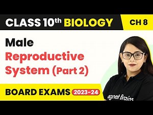 Class 10 Biology Chapter 8 | Male Reproductive System (Part 2) - How Do Organisms Reproduce?