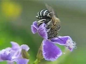 Australian blue banded bees