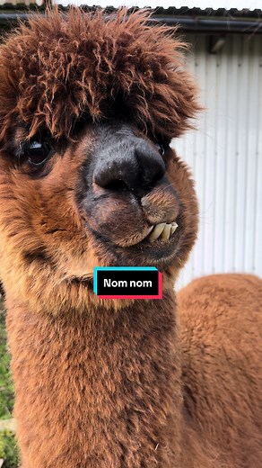 Happy alpaca chewing🦙 #alpacka #alpackor #alpaca #alpacas #alpacasoftiktok #farm #farmlife #torpetsalpacka #pets #foryou #fyp