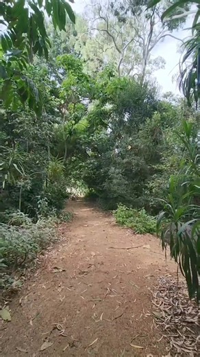 📍The tranquil Australian Forest at Adelaide Botanic Garden is worth a visit no matter the season. 🌳🌲 | Adelaide Botanic Garden